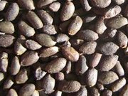 Semena Šalvje divotvorné jsou velmi vzácná a mají minimální klíivost.